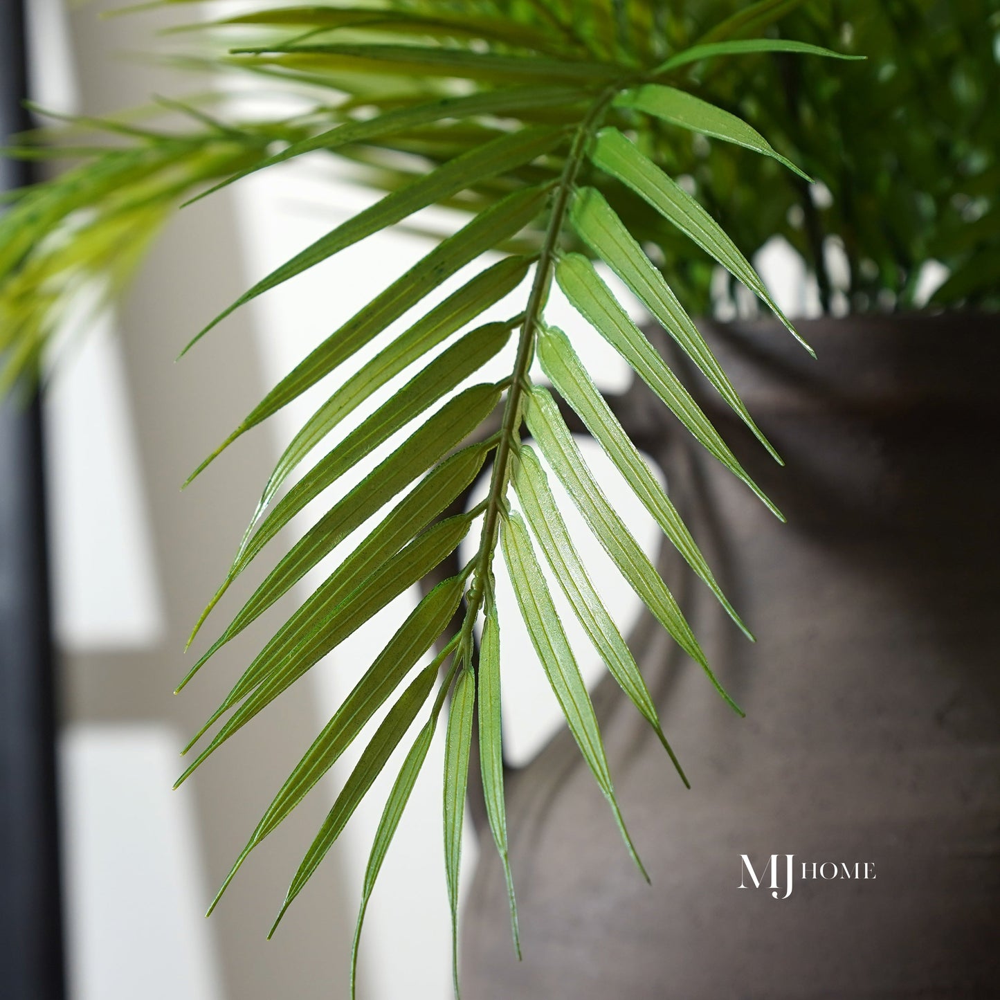 Fernando Palm Bush