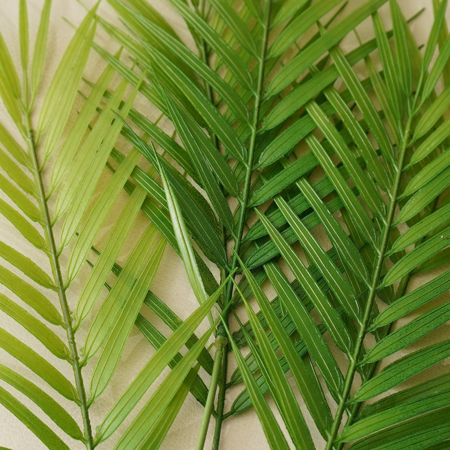 Fernando Palm Bush