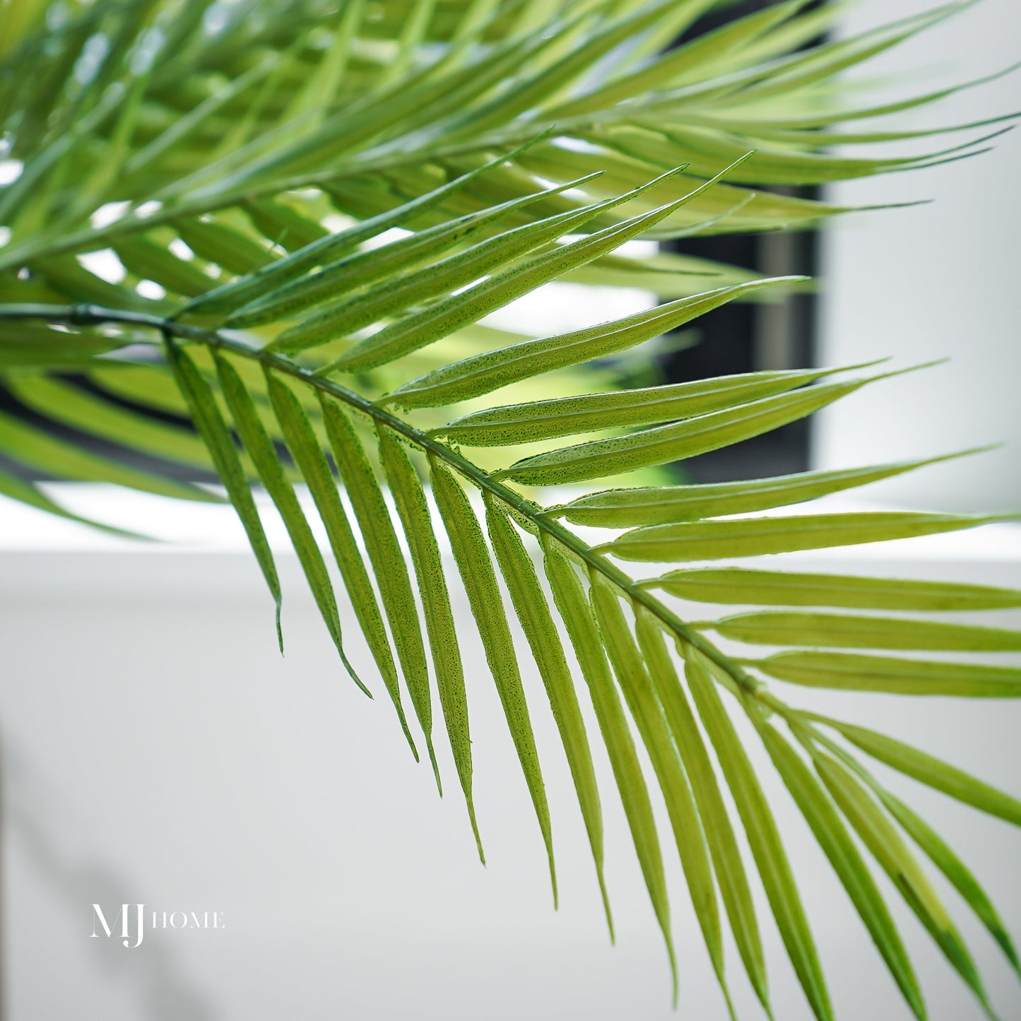 Fernando Palm Bush