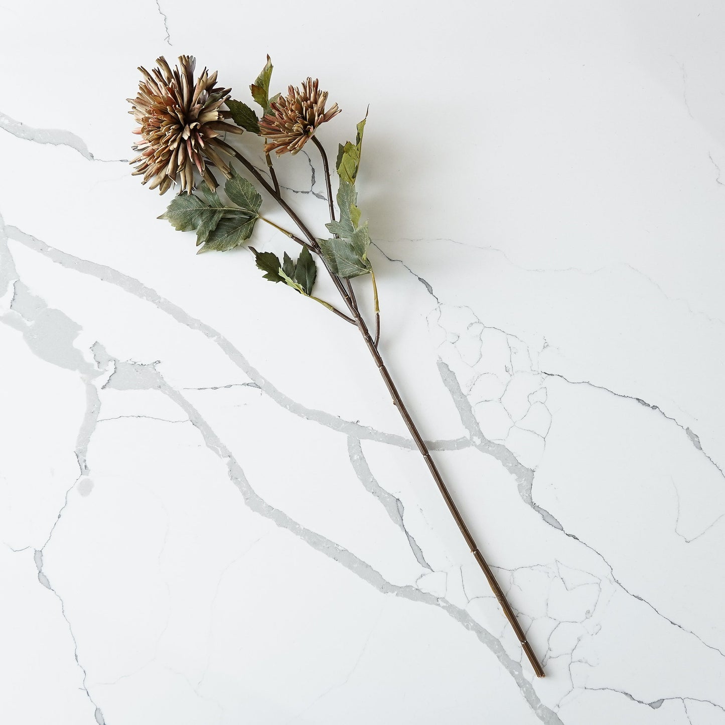 Chrysanthemum Stem