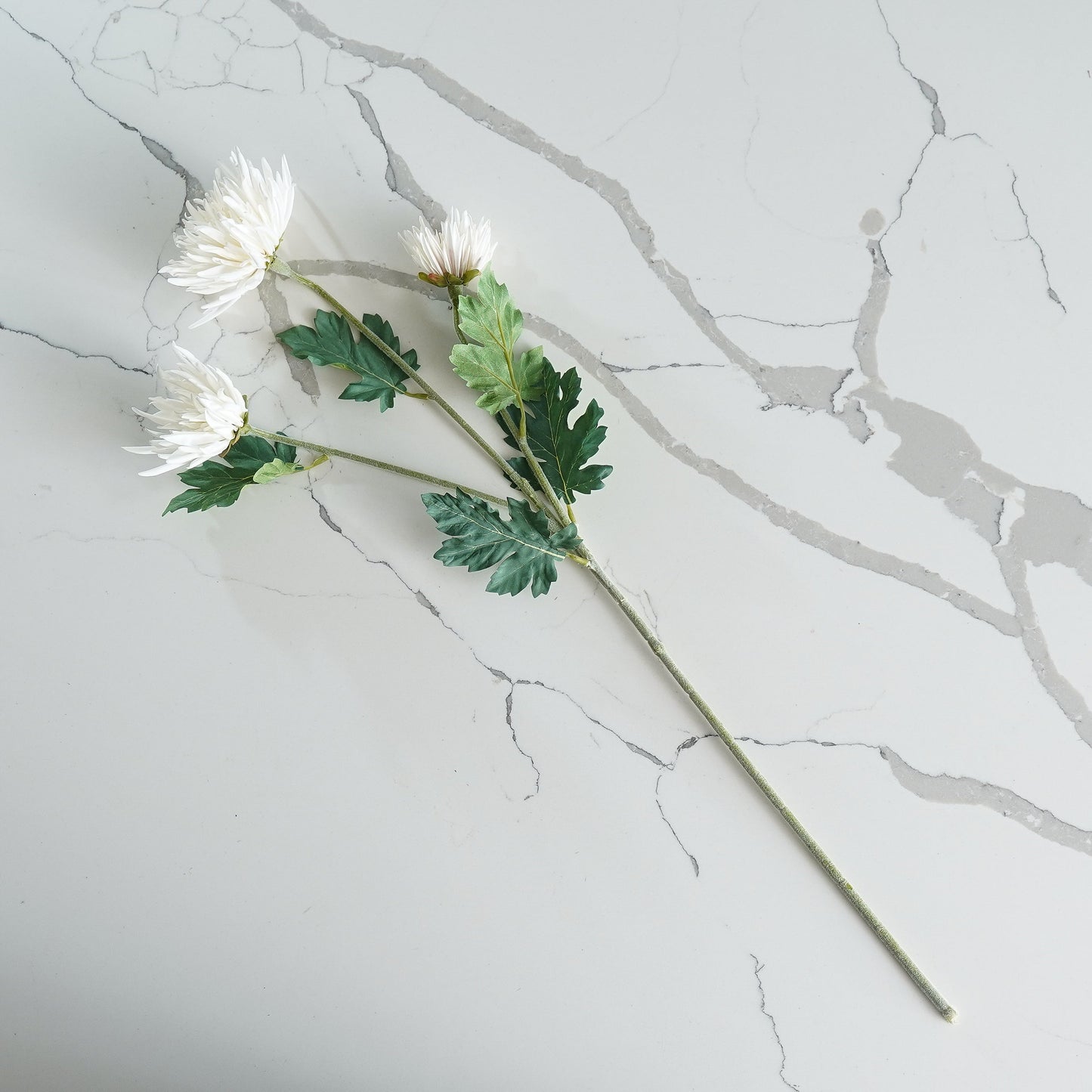 Chrysanthemum Stem | Cream