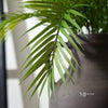 Fernando Palm Bush