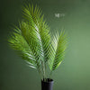 Fernando Palm Bush