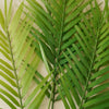 Fernando Palm Bush
