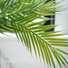 Fernando Palm Bush