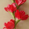 Real Touch Gladiolus Stem | Punch Red