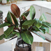 Magnolia Stem