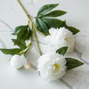 Peony Blossom Stem