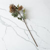 Chrysanthemum Stem