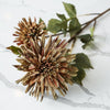 Chrysanthemum Stem