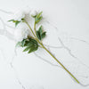Peony Blossom Stem