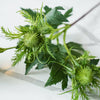Eryngo Stem
