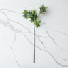 Eryngo Stem