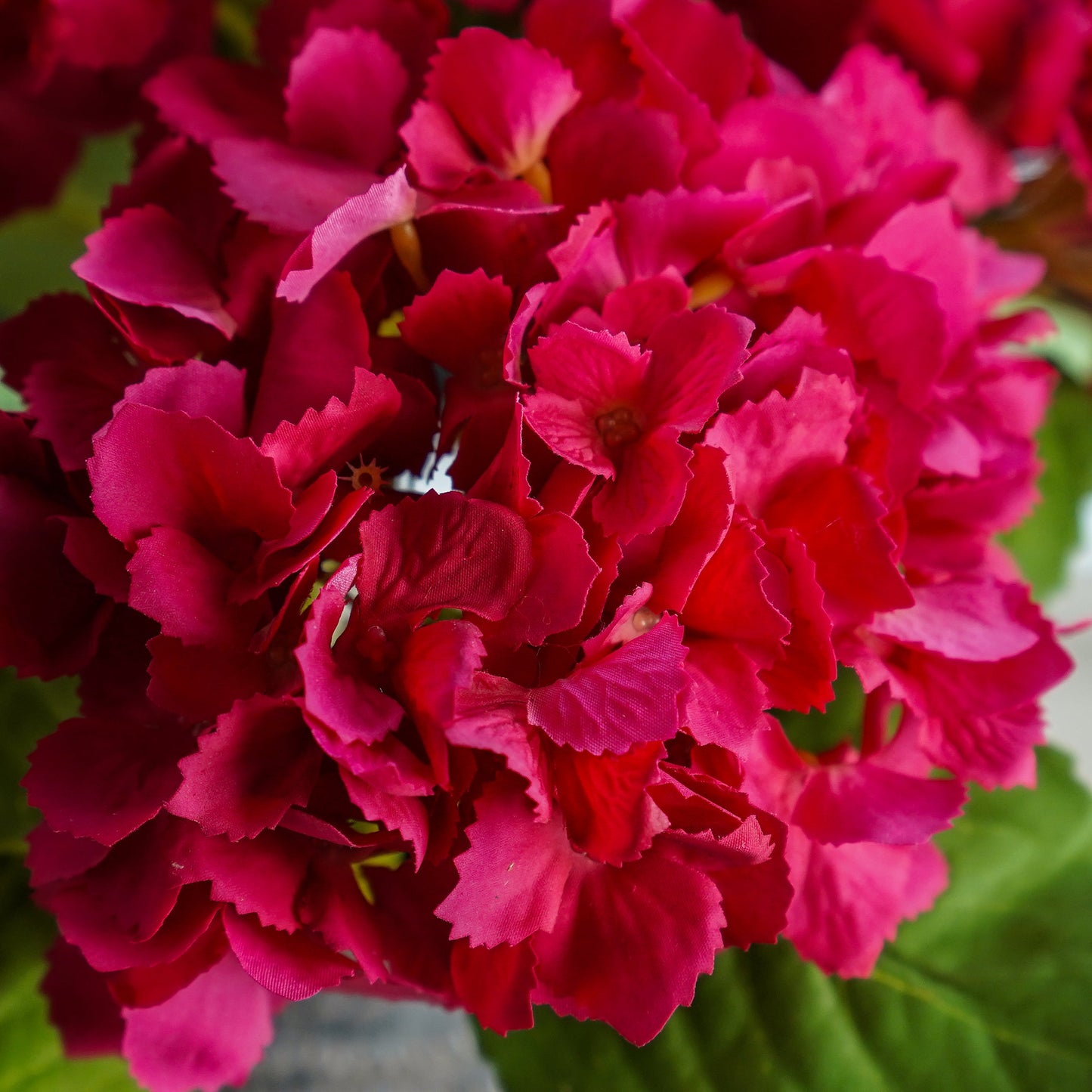 Tiffany Hydrangea | Fuchsia