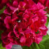 Tiffany Hydrangea | Fuchsia