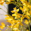 Forsythia Blossom Branch | Yellow